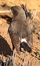 Mountain wheatear or mountain chat - female, Oenanthe monticola, at Suikerbosrand Nature Reserve, Gauteng, South Africa (15187893041)