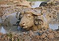 Mud buffalo