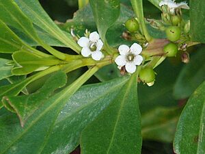 Myoporum insulare R.Br. (AM AK299064-1)