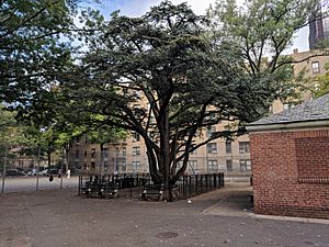 NYC Parks Lebanon Cedar Tree 20181010 101529