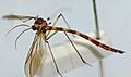 New Zealand Gloworm (Arachnocampa luminosa) - OMNZ IV106827 01