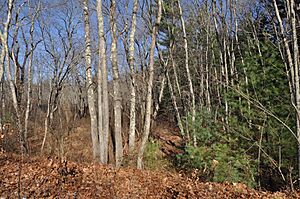 NorthSmithfieldRI ThreeDogSiteVicinity