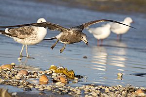 Olrog's Gull