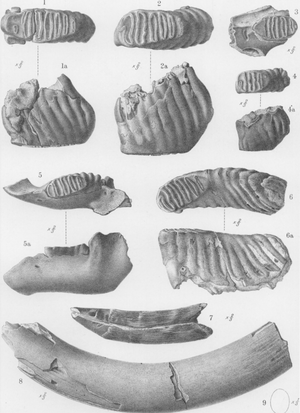 Palaeoloxodon cypriotes 2