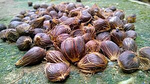 Palm nuts put out to dry