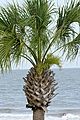 Palm tree top, Georgia, US