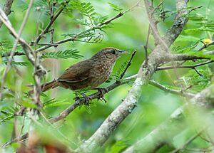Phacellodomus maculipectus - Spot-breasted Thornbird.jpg