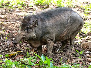 Philippine warty pig (Sus philippensis) in Philippine Eagle Center, Davao, Philippines.jpg