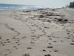 Piled Sand and Ocean in Highland Beach Florida