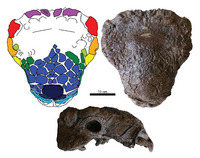 Platypelta AMNH 5337.tiff