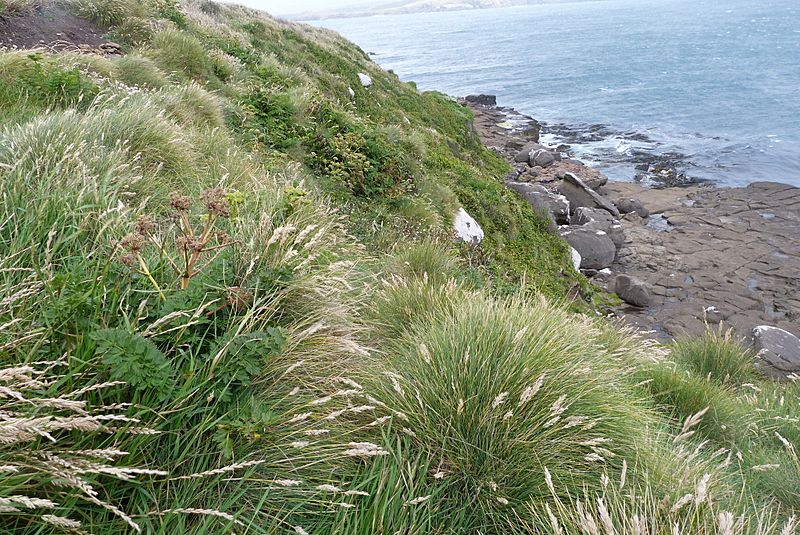 Poa astonii 1239876