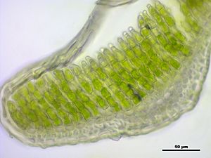 Polytrichum strictum (a, 150144-481741) 8634