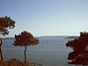 Poole harbour from hill less brownsea, tree in middel sunney.JPG