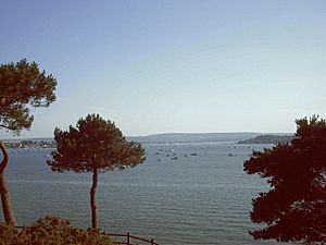 Poole harbour from hill less brownsea, tree in middel sunney