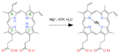 Protoporphyrin magnesium insertion