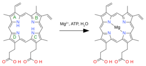 Protoporphyrin magnesium insertion