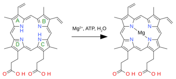 Protoporphyrin magnesium insertion