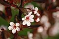 Prunus x cistena-001