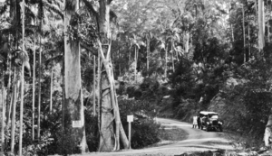 Queensland State Archives 1178 View of the road to Tamborine Mountain South Queensland January 1931