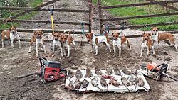 Ratting on a farm 2015 with the Plummer terrier rat pack