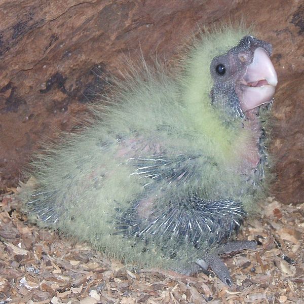 RedtailBlackCockatooAt3Weeks