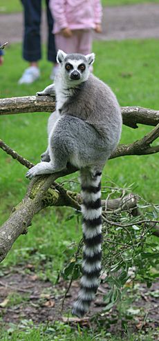 Ringed Tailed Lemur