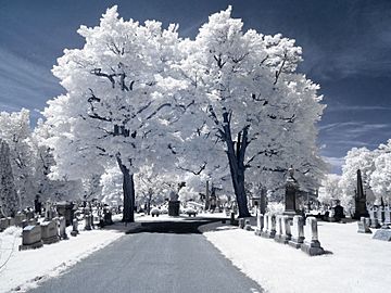 RocSnow Infrared Cemetery Trees (17215478494)