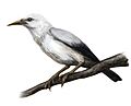 Rodrigues Starling
