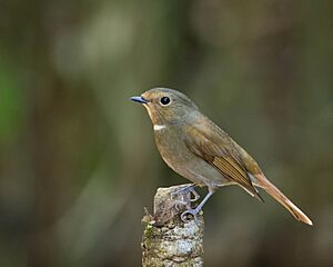 Rufous-bellied niltava (Female).jpg