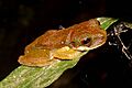 Rufous-eyed Brook Frog