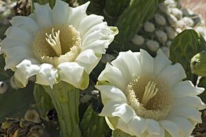 Saguaro cactus blossoms