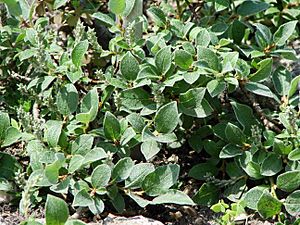 Salix pyrenaica (BG Wroclaw)-1.JPG