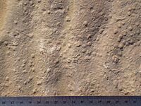 Sand stromatolites on ripple marked sandstone, Blackberry Hill, Wisconsin, Cambrian