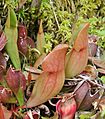 Sarracenia purpurea pitchers Brown's Lake Bog