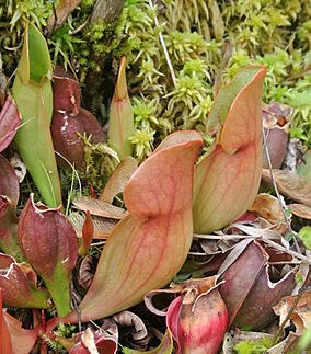 Sarracenia purpurea pitchers Brown's Lake Bog.JPG