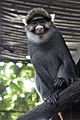 Sclater's guenon (Cercopithecus sclateri) at CERCOPAN sanctuary