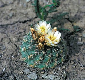 Sclerocactus mesae-verdae fh 061 NM B.jpg