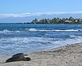 Sea turtles on beach in hawaii