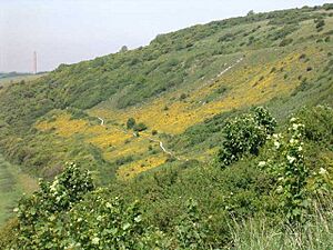 Shoreham Bank Butterfly Site - geograph.org.uk - 354544