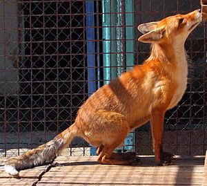 Simferopol zoo - fox