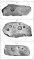 Sketch by Jabez Allies of animal markings found in sandstone in Whelpley Brook (1835)