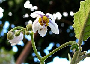 Solanum sandwicense (5455563014).jpg