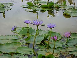 South Vietnam's Water Lily