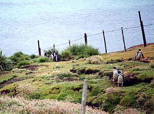Spheniscus magellanicus burrows fenced