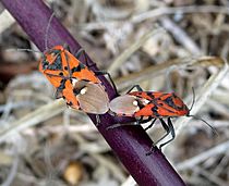 Spilostethus pandurus.Lygaeidae. Hemiptera. - Flickr - gailhampshire
