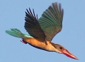 Stork-billed Kingfisher (cropped)