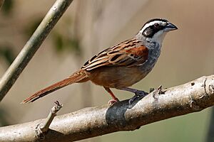 Stripe-headed Sparrow, Costa Rica