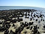 Stromatolites in Shark Bay.jpg