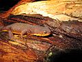 Taricha torosa torosa