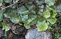 Thallose liverwort (Marchantia and Lunularia spp.) showing clonal plantlets in gemma cups
